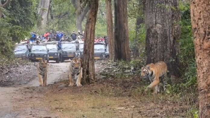 बाघों के संरक्षण की दिशा में बड़ा कदम