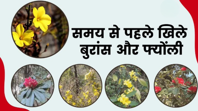 जलवायु परिवर्तन: बुरांस और फ्योंली का असमय खिलना