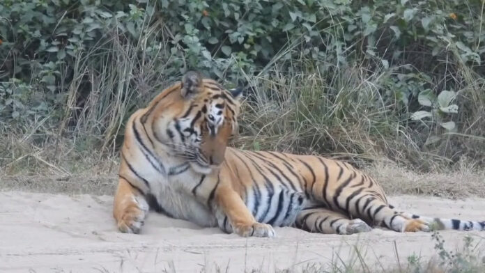 जहां हर कदम पर बाघों की दहाड़, वहां जंगल का राज कायम है