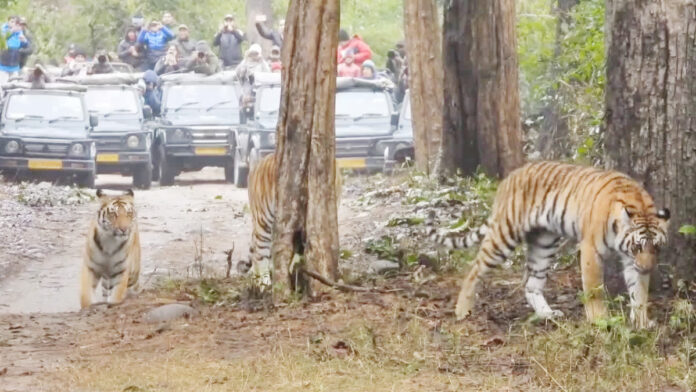 बाघों की धरती पर रोमांच, प्रकृति और पर्यटन की बहार