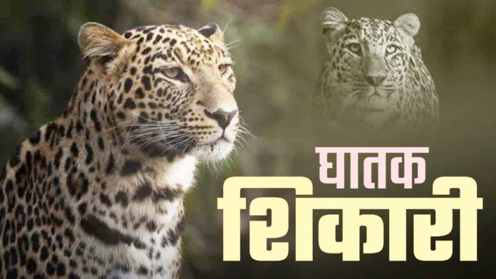 खामोशी से आता है शिकारी, जान ले जाता है गुलदार