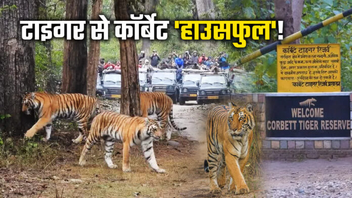 बाघों से भरे जंगल अब खुद संकट में फंसे हुए।