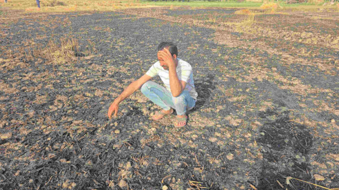 राख में तब्दील फसल को देख टूट पड़ा किसान