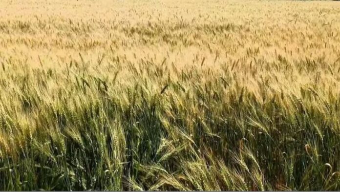 नीलामी की तैयारी में जुटा प्रशासन