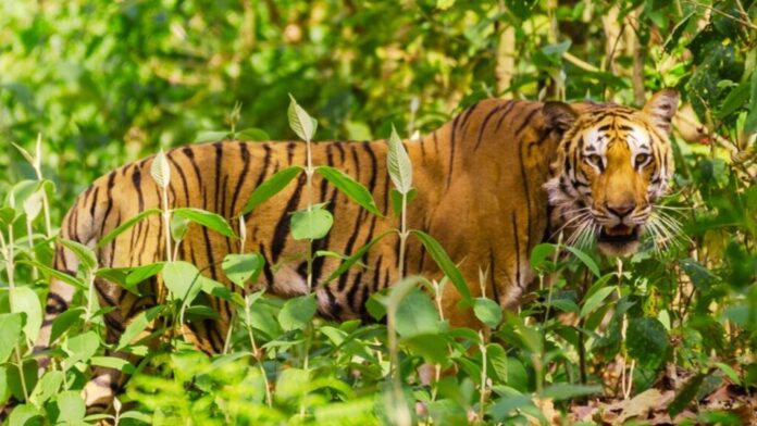 हाथियों और ड्रोन की मदद से पकड़े गए घायल बाघ