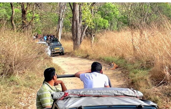 जंगल का रोमांच बढ़ा, सफारी के दाम भी चढ़े