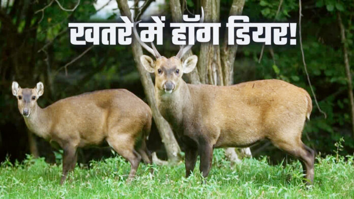 घास के मैदानों में खोते हॉग डियर की तलाश