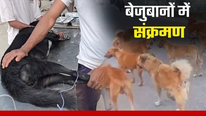 डॉग्स और वन्यजीवों पर कैनाइन डिस्टेंपर का गहराता संकट