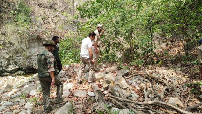 बाघ शावकों के शव देख सहम उठा पूरा जंगल क्षेत्र