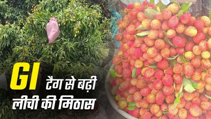 रामनगर की मीठी लीची अब सुरक्षित और और भी रसीली