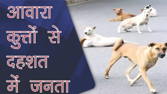 सड़कों पर खौफ, एबीसी सेंटर से जगी नई उम्मीद