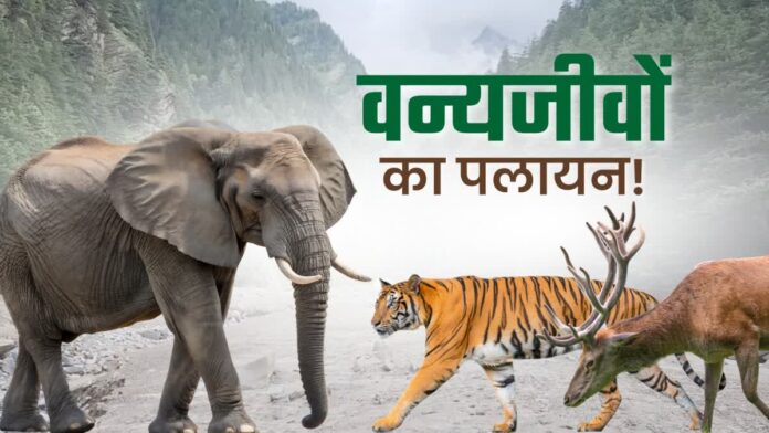 भारी बारिश, भूस्खलन और वास स्थलों के उजड़ने से गुलदार और भालू बस्तियों की ओर बढ़े, इंसानों के लिए टकराव और हमलों का खतरा गहराया