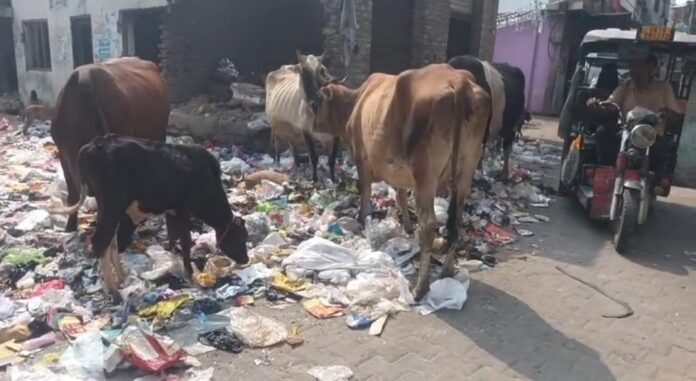 काशीपुर के प्रमुख चौराहों पर गंदगी और कूड़े के ढेर दिखे