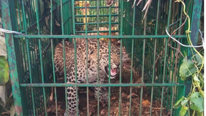 गुलदार रेस्क्यू के बाद मुस्कराए चेहरे, वन विभाग की बड़ी सफलता