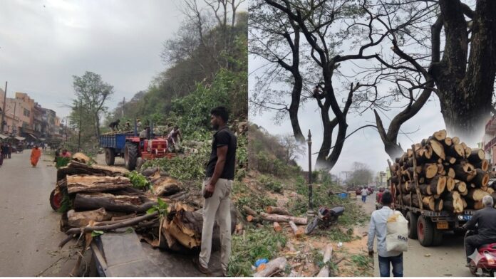 भीमगोडा हर की पौड़ी मार्ग पर कटे हरे भरे वृक्षों से बढ़ी चिंता