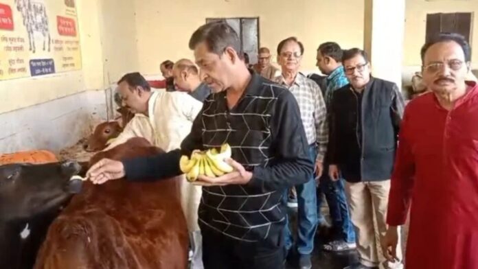 वैश्य बंधु गौ सेवा में जुटे, आस्था और प्रेम जगाते।