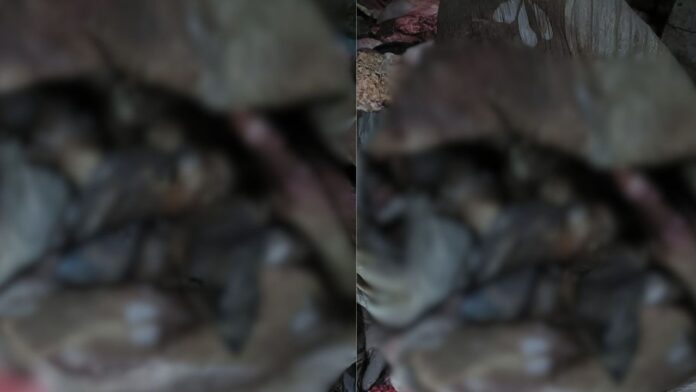 आईटीआई कोतवाली और किच्छा पुलिस ने पकड़ा 700 किलो प्रतिबंधित गोमांस