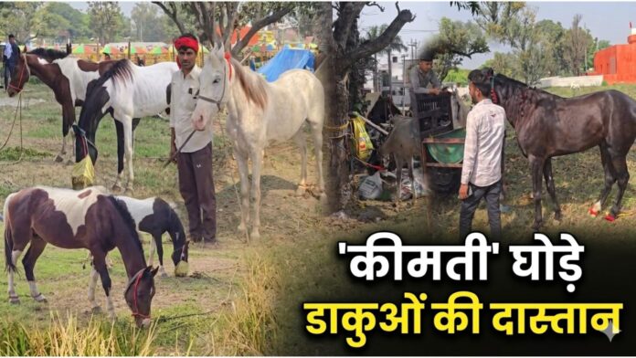 चैती मेले में दस लाख के घोड़े ने बढ़ाई नखासा की चमक।